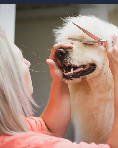 Curso Peluquería Canina Online con Certificado - Corte de Pelo de Perro