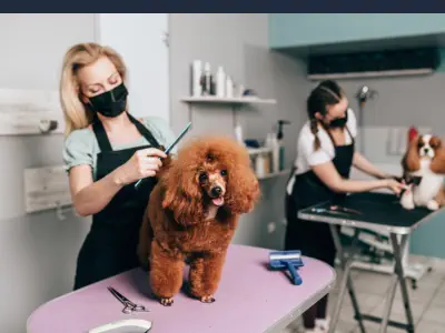 Curso Peluquería Canina Online con Certificado - Peinado