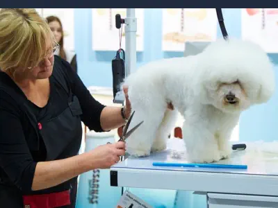 Curso Peluquería Canina Online con Certificado – Estética Canina Curso Peluquería Canina Online con Certificado - Estética Canina
