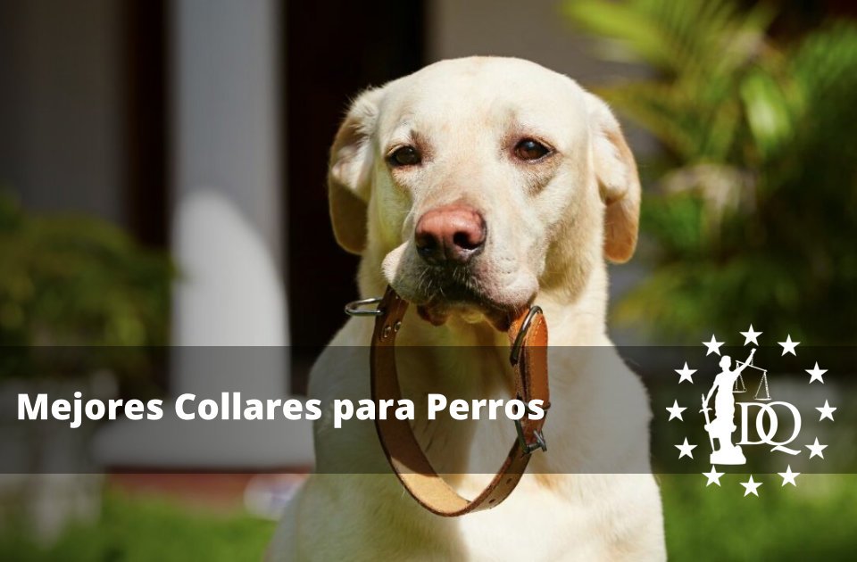 Mejores Collares para Perros Grandes