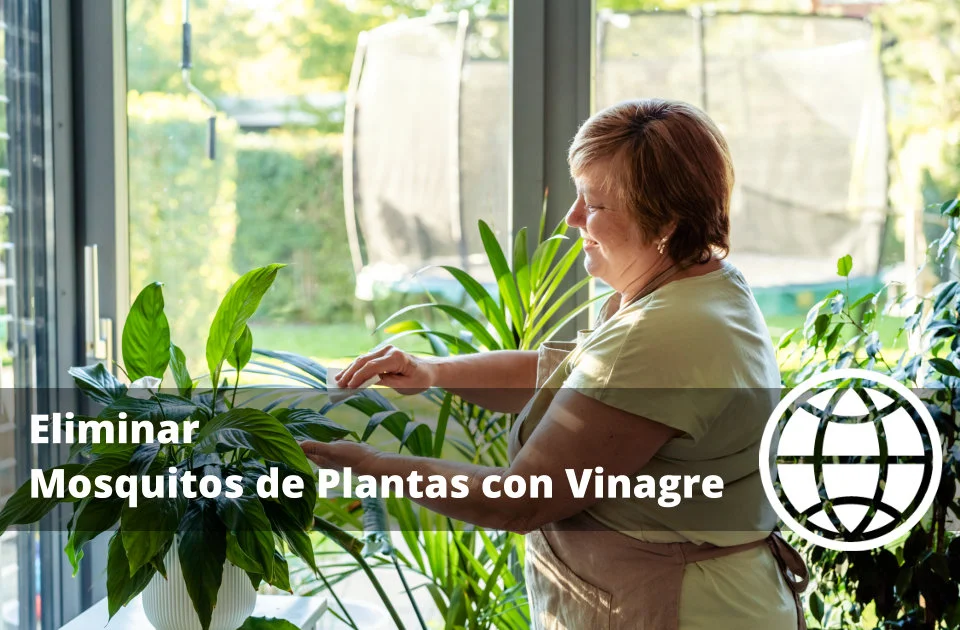 Eliminar Mosquitos de Plantas con Vinagre